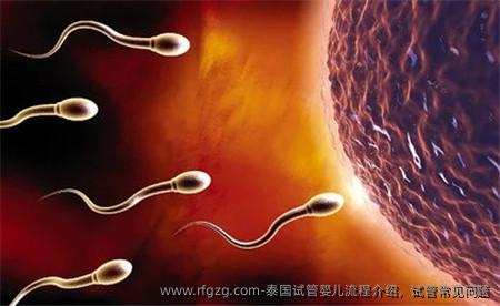 泰国代孕流程介绍，试管常见问题